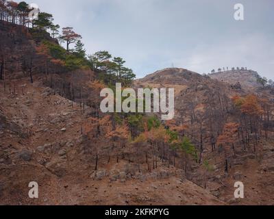 La Turquie lutte contre les incendies de forêt depuis le 28 juillet 2021. Forêts de Manavgat après l'incendie de 2021. Travaux pour enlever les arbres brûlés des montagnes taurus de la région d'Antalya, Turquie après le feu de forêt Banque D'Images