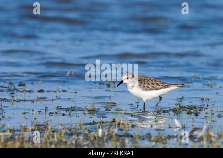 Petite siinte, calidris minuta, debout dans l'eau de la rivière. petit, wader, un, oiseau d'eau debout dans l'eau de rivière. bel oiseau dans la nature. Banque D'Images