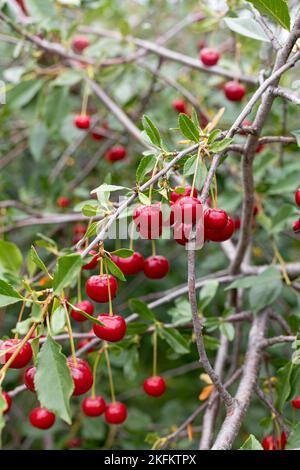 gros plan de cerises rouges foncées mûres accrochées à la branche d'un cerisier avec un arrière-plan flou Banque D'Images