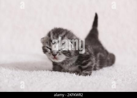 chaton de 7 jours Banque D'Images