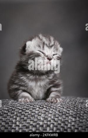 chaton de 7 jours Banque D'Images