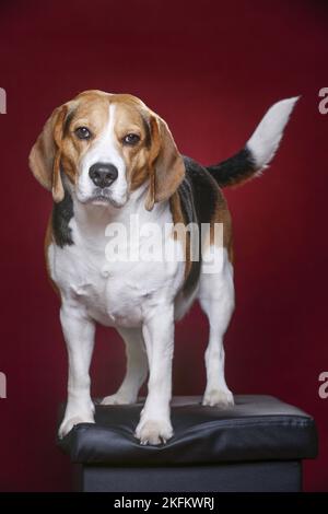 Beagle Banque D'Images