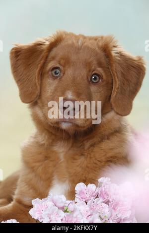 Les jeunes de la Nouvelle-Écosse Duck Tolling Retriever Banque D'Images