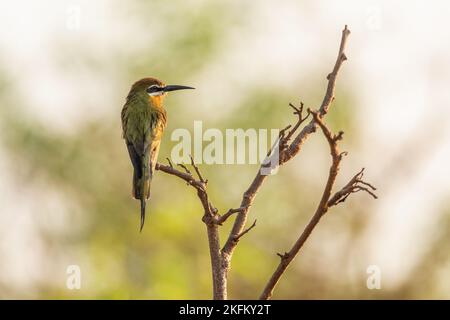 Madagascar Bee-eater - Merops superciliosus, belle abeille colorée de buissons, lacs et rivières africains, Kirindy, Madagascar. Banque D'Images