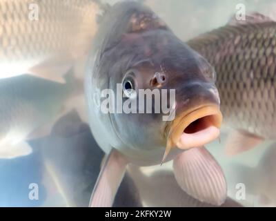 Carpe à bouche ouverte dans un supermarché ou un aquarium de magasin. Gros plan. Banque D'Images