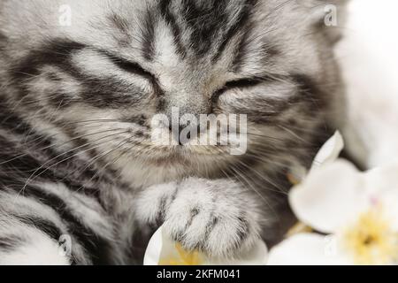 Chaton British Shorthair Banque D'Images