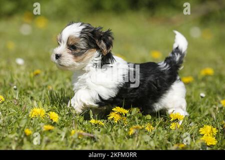 Biewer Yorkshire Terrier sur la prairie Banque D'Images