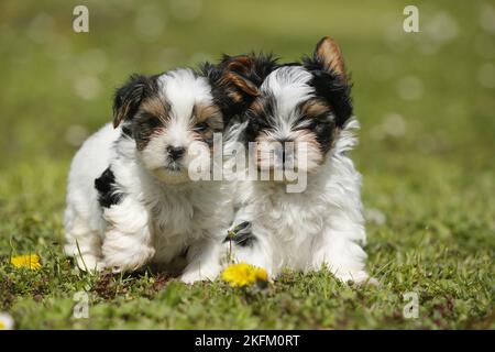 Biewer Yorkshire Terrier chiots Banque D'Images