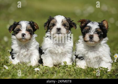 Biewer Yorkshire Terrier chiots Banque D'Images