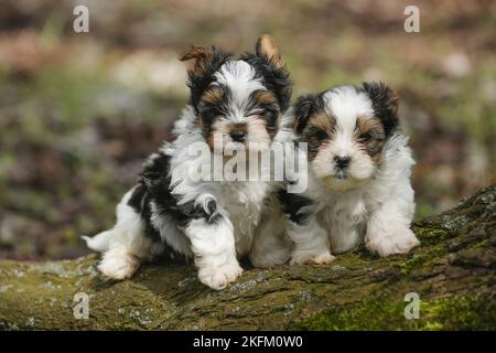 Biewer Yorkshire Terrier chiots Banque D'Images