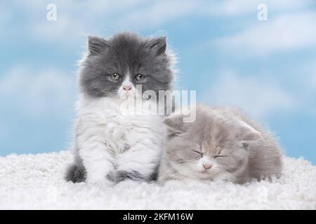 Highlander et Chaton British Shorthair Banque D'Images