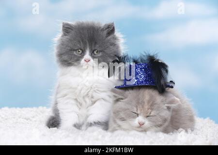 Highlander et Chaton British Shorthair Banque D'Images