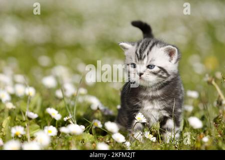 British Shorthair Kitten à la campagne Banque D'Images