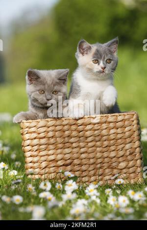 2 British Shorthair Kitten à la campagne Banque D'Images