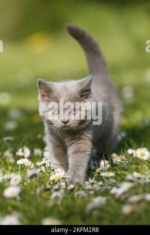 British Shorthair Kitten à la campagne Banque D'Images