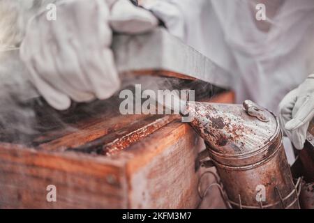 Apiculteur, soufflets d'abeille et fumée dans les mains de près à la ferme apicole, l'agriculture ou l'industrie. Maintien du faisceau, combinaison de protection et zoom fonctionnant avec la boîte de nid Banque D'Images