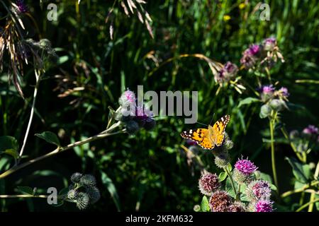 Papillon sur des fleurs violettes au soleil, le papillon a ouvert ses magnifiques ailes Banque D'Images