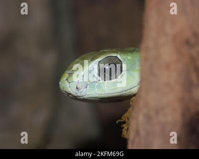 Gros plan détaillé sur la tête d'un serpent de Dispholidus typus - Boomslang peaking autour du bois Banque D'Images