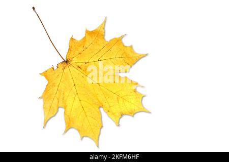 feuille sur blanc Banque D'Images