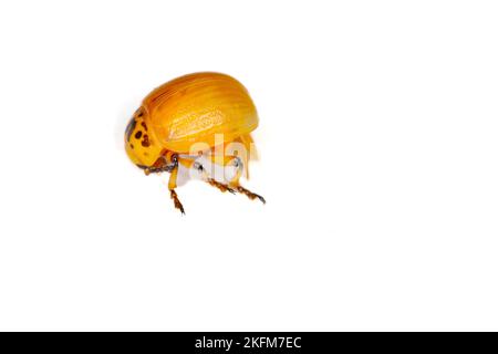 Betterave à pomme de terre ou coléoptère de la pomme de terre du Colorado (Leptinotarsa decemlineata). Jeune, encore un scarabée non coloré. Vue latérale. Isolé sur fond blanc Banque D'Images