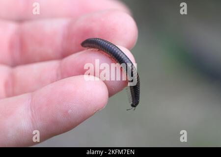 Ommatoiulus sabulosus, également connu sous le nom de millipede rayé, est un millipede européen de la famille des Julidae. Banque D'Images