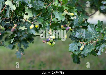 Acorns de chêne anglais (Quercus robur) au début de l'automne. Banque D'Images