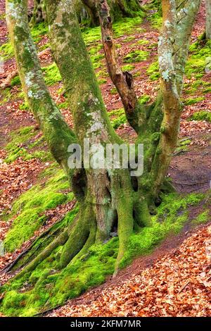 La forêt de trolls - Rebild, Danemark. La forêt enchantée dans le parc national de Rebild, Jutland, Danemark. Banque D'Images