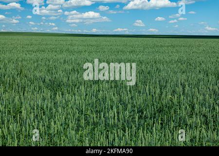 Un champ vert avec de jeunes pousses de blé contre un beau ciel bleu avec des nuages blancs, le concept de nourriture saine sans pistides. Banque D'Images