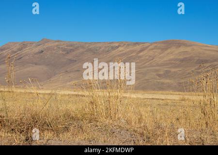Sol sec de la plaine pendant la sécheresse estivale. Vastes champs après récolte en été. Plaine d'Erzurum, Turquie. Banque D'Images