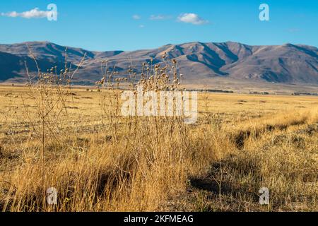 Sol sec de la plaine pendant la sécheresse estivale. Vastes champs après récolte en été. Plaine d'Erzurum, Turquie. Banque D'Images