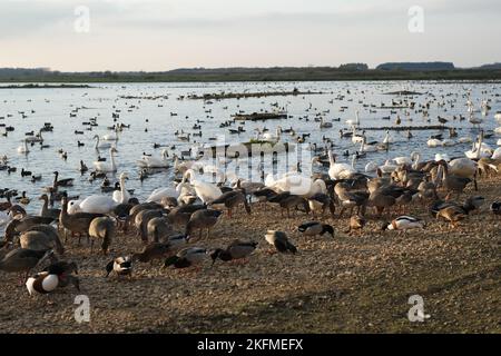 Martin Mere ; WWT ; Lancashire ; Royaume-Uni Banque D'Images