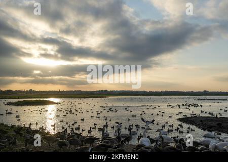 Martin Mere ; WWT ; Lancashire ; Royaume-Uni Banque D'Images