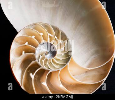 En contrôlant la quantité de gaz dans les chambres arrière vides, le Nautilus régule sa flottabilité. Cela permet d'économiser de l'énergie lors de la natation Banque D'Images