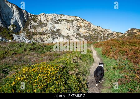 Une Collie frontalière sur le sentier au-dessous de l'ancienne carrière au parc régional de Breakwater, Holyhead, Anglesey, au nord du pays de Galles. Banque D'Images