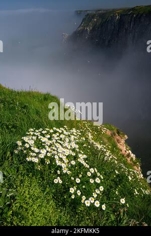 Falaises de Scentless Mayweed Bempton Mayweed sans Scentless; Tripleurospermum inodorum; plantes à fleurs dans l'habitat côtier falaises de Bempton, Yorkshire J Banque D'Images