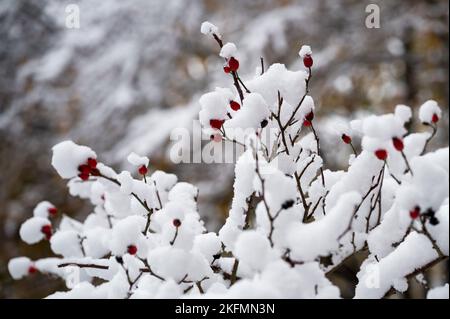 Coburg, Allemagne. 19th novembre 2022. Les hanches sont recouvertes de neige. La nuit jusqu'au samedi, il a neigé dans certaines parties de la Bavière. Credit: Daniel Vogl/dpa/Alay Live News Banque D'Images