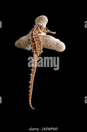 Gros plan d'un hippocampe sur une pierre isolée sur un fond noir Banque D'Images