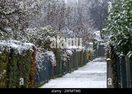 Straubing, Allemagne. 19th novembre 2022. Les arbres et les buissons dans un jardin de l'allotissement sont couverts de neige. Credit: Armin Weigel/dpa/Alay Live News Banque D'Images