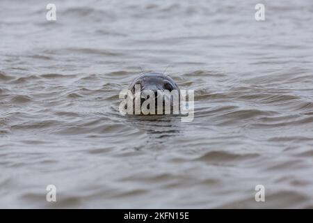 Grey Seal (Halichoerus grypus) - dans l'eau, en regardant la caméra, Blakeney point, Norfolk, Royaume-Uni en décembre 2016 Banque D'Images