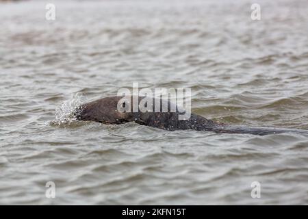 Phoque gris (Halichoerus grypus) - homme dans l'eau, Blakeney point, Norfolk, Royaume-Uni en décembre 2016 Banque D'Images