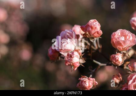 rose bush Banque D'Images