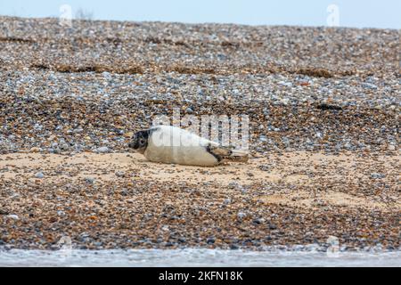 Phoque gris (Halichoerus grypus) - jeunes animaux qui tablaissent de leur fourrure blanche, Blakeney point, Norfolk, Royaume-Uni, en décembre 2016 Banque D'Images