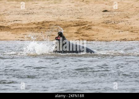 Phoque gris (Halichoerus grypus) - mâles épars, Blakeney point, Norfolk, Royaume-Uni en décembre 2016 Banque D'Images