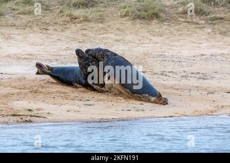 Phoque gris (Halichoerus grypus) - mâles épars, Blakeney point, Norfolk, Royaume-Uni en décembre 2016 Banque D'Images