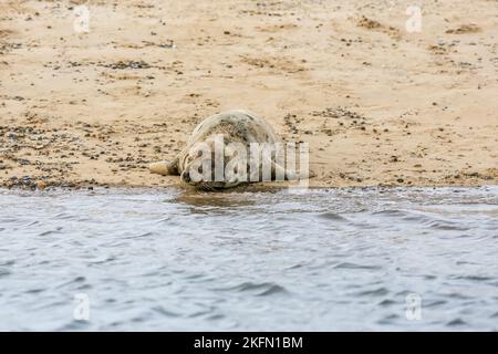 Phoque gris (Halichoerus grypus) - jeune animal, Blakeney point, Norfolk, Royaume-Uni en décembre 2016 Banque D'Images