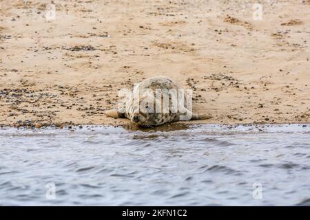 Phoque gris (Halichoerus grypus) - jeune animal, Blakeney point, Norfolk, Royaume-Uni en décembre 2016 Banque D'Images