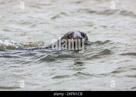 Mâle Gray Seal (Halichoerus grypus) dans l'eau en regardant vers la caméra - Blakeney point, Norfolk, Royaume-Uni en décembre 2016 Banque D'Images