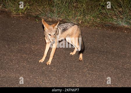 Jackal à dos noir ou Jackal à dos argenté (Lupullella mesomelas) dans le parc national Kruger, Afrique du Sud Banque D'Images