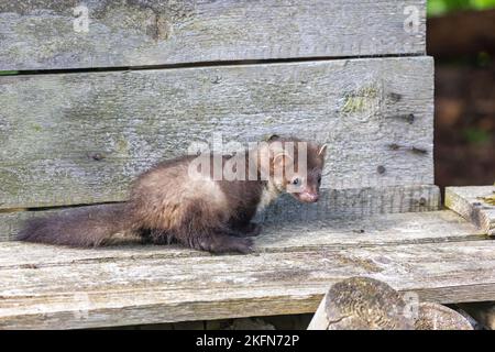 Jeune martre mignon posé sur un vieux bâtiment en bois. Horizontalement. Banque D'Images