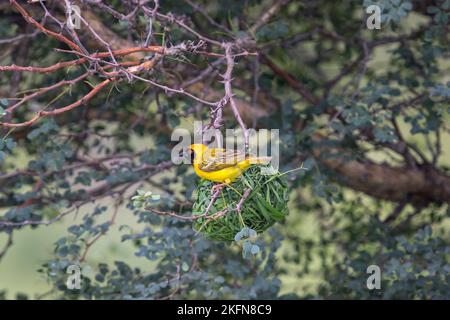 Castor masqué du sud ou castor masqué de l'Afrique (Ploceus velatus) - homme au nid dans le parc national Kruger, Afrique du Sud Banque D'Images